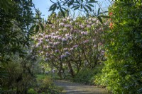 Rhododendron sutchuenense flowering alongside a garden path in Spring - March