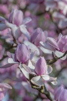 Magnolia campbellii var. mollicomata flowering in Spring - March