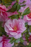 Camellia 'Donation' flowering in Spring - March