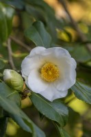 Camellia 'Francus Hanger' flowering in Spring - March