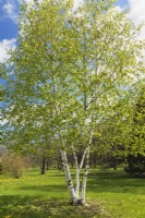 Betula pubescens var. litwinovii - Birch tree - May
