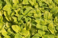 Young plants growing undercover in commercial nursery, Solenostemon 'Wizard Golden' - Coleus - May