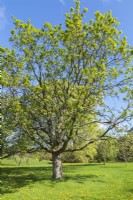 Acer x zoeschense 'Annae' - Zoeschen Maple tree - May