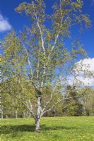 Betula cordifolia - Mountain Paper Birch tree - May