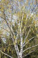 Betula papyrifera - Paper Birch tree with yellow male catkins - May