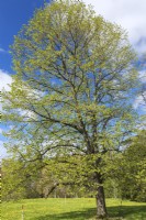 Tilia platyphyllos - Bigleaf Linden tree - May