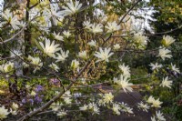Magnolia 'Gold Star' flowering in Spring - April