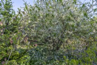 Halesia carolina Vestita Group - Carolina silverbell flowering in a spring garden in april