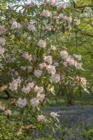 Mature Rhododendrons flowering in a woodland garden in Spring - April
