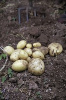 Lifting tubers of Solanum tuberosum 'Acoustic' potatoes