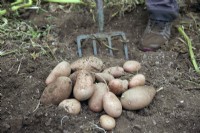 Lifting tubers of Solanum tuberosum 'Sarpo Axona' potatoes