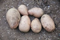 Tubers of Solanum tuberosum 'Sarpo Axona' potatoes