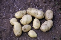 Tubers of Solanum tuberosum 'Sarpo Kifli' potatoes