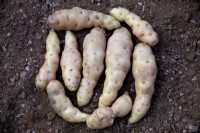 Tubers of Solanum tuberosum 'Anja' potatoes