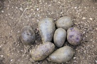 Tubers of Solanum tuberosum 'Violetta' potatoes
