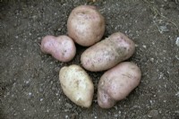 Tubers of Solanum tuberosum 'Sarpo Mira' potatoes