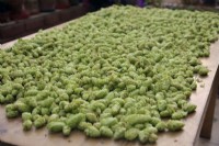 Drying home grown hops - Humulus lupulus 'Cascade'