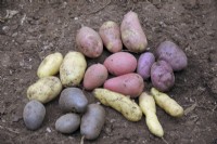 Tubers of Solanum tuberosum - potatoes - clockwise from top - Pink Gypsy, Sarpo Blue Danube, Ratte, Violetta, Sarpo Kifli, centre Alouette