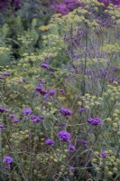 Verbena bonariensis with Foeniculum vulgare with pollinating insect
