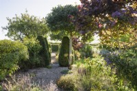 A gravel garden with clipped yews in July