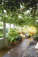 Conservatory with evening sun in July, festooned with a grapevine.