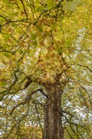 Platanus orientalis - Oriental Plane tree in autumn foliage colour - october