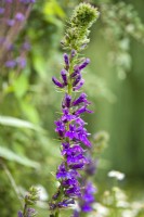 Lobelia x speciosa 'Hadspen Purple'