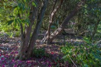 View of fallen flowers around bases of mature Rhododendron shrubs in a woodland garden in summer - May