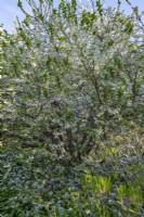 Halesia carolina Vestita Group - Carolina silverbell flowering in a spring garden in april