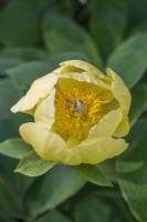 Paeonia daurica subsp. mlokosewitschii - molly the witch Peony flowering in Spring - May