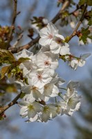 Prunus 'Tai Haku' flowering cherry in Spring - April