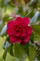 Camellia japonica 'Imbricata' flowering in spring - March