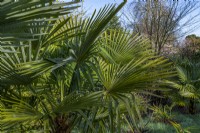 Trachycarpus fortunei - Chusan palm in spring - March
