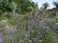 Verbena bonariensis Desert garden in East Ruston Norfolk