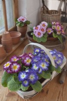 Polyanthus in potting shed ready for planting out for spring bedding