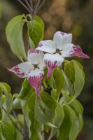 Cornus kousa 'John Slocock' - Japanese dogwood flowering in summer - June