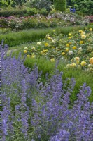 Nepeta 'Six Hills Giant' flowering in a formal country rose garden in summer - June