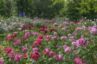 View of a rose garden flowering in summer - June