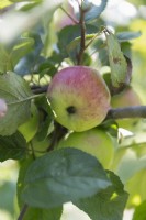 Malus  'Grahams Jubileumsapfel' aka 'Royal Jubilee' apple