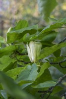 Magnolia fraseri flowering in summer - May