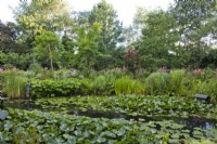 Natural pond with moisture loving plants: Darmera peltata, water lilies, Typha laxmannii, Nymphaea  and grasses.  