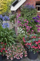 hanging baskets and containers with Verbena, Petunia, Surfinia, Agapanthus, Begonia and Pelargonium. 