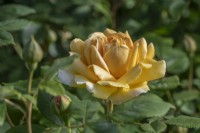 Rosa 'Golden Celebration' flowering in summer - may