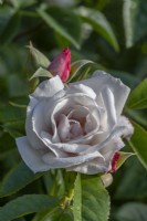 Rosa 'Wisley 2008' flowering in summer - May