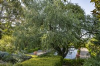 View of a Discaria discolor tree flowering in summer in The Italian garden - June