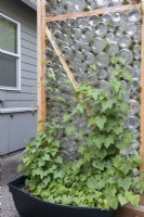 Cucamelon vines growing on outside of recycled greenhouse using bamboo skewers set between glass bottles