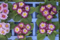 Looking down on Primula - Polyanthus - different colour varieties in wooden painted box