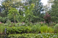 Natural pond with moisture loving plants: Darmera peltata, water lilies, Typha laxmannii and grasses.  
