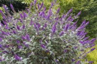 Buddleia Lo and Behold Blue Chip - butterfly bush - July