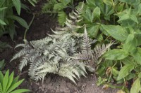 Athyrium niponicum var. pictum - painted lady fern